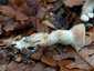 Óriás tölcsérgomba (Infundibulicybe geotropa), Budai-hegység
